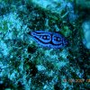 Nudibranche Phyllidie 1 Ma